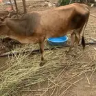بقرة بكر منتوج بعجل عمره ثلاث أيام موقع الشقيري