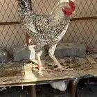 ديك تركي للبيع او للبدل