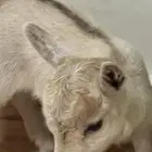 ماعز قزم جفره انثى امريكي تشيكي
