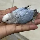 فروخ روز