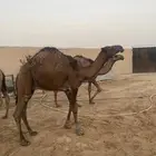 قعدان للزواجات مفاريد وزن عدد 13 سوم 6850