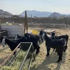تيوس عوارض جذعان جروم طيبه وشحم ماشاءالله
