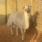 طلي حري فحل