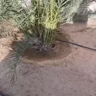 نخل غرايس برني