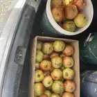 رمان جوف ال معمر للبيع