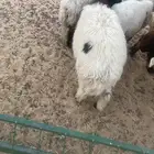 3 طليان نعيم