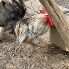 ديك للبيع الموقع محايل عسير