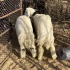 طليان حريه