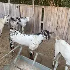 فحل البيشي للبيع