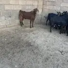 معزا مراح واحد