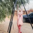 معلم مشويات