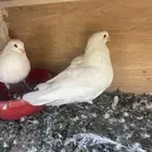 حمام للبيع