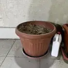 حوض نباتات