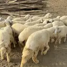 خرفان او طليان حريات 20