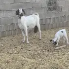 عنز والد مشروكه( تم البيع تم البيع )