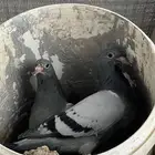 فراخه حمام عادي وزاجل