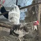 دجاجه وديك النوع بلدي