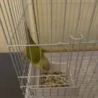 ببغاء كنيور اناناس