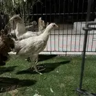 دجاج