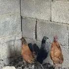 دجاج قزم للبيع