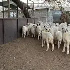 خرفان ورخال