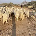 غنم حريات طيبه