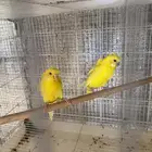 جوز بادجي هوقو مع انتاجه