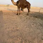 لقحات مقاريب طيبات
