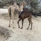 خلفة عليها بكره