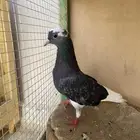 حمام قلابي هجارس