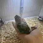 فرخ كنيور يلو سايد