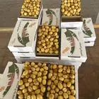 رطب خلاص الوادي