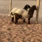 ذبايح للبيع والشراء
