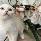 كيتن سكوتش للبيع