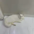قطة أمريكية أنثى