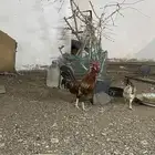 ديك بلدي أصيل