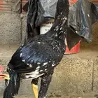 دجاج سندي بيور للبيع