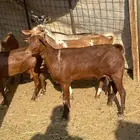 معزا محايله دفيع