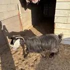 عنز عارضيه للبيع