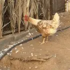 بيض دجاج تركي اصل بيور