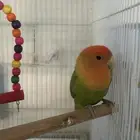 طير روز للبيع