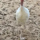 رومي