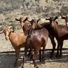 تأسيس مراح دهم