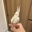 كروان ايزابيل هولندي فاخر