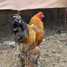 ديكه براهما