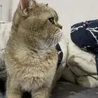 قط ضايع