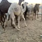 حشو للبيع