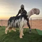 فحل نجدي