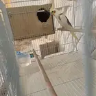 زوج كروان منتج