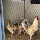 ديك ودجاج للبيع